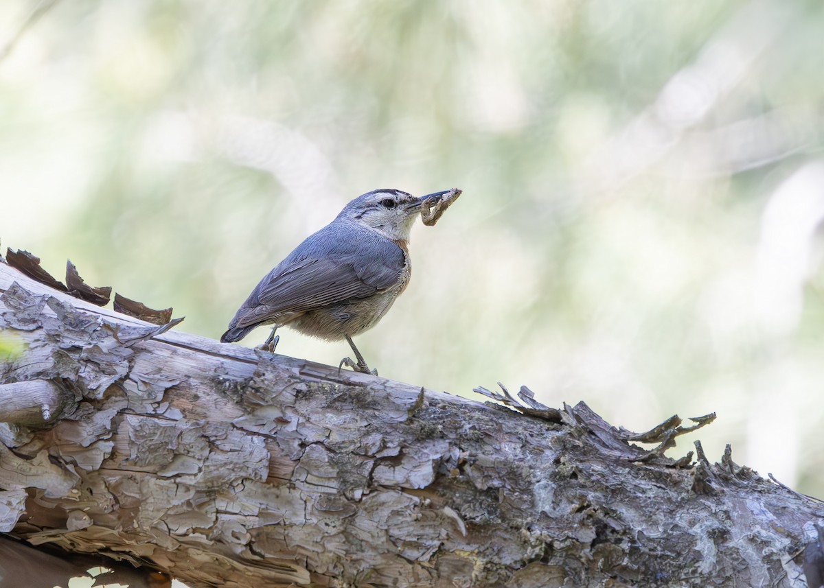 Krüper's Nuthatch - ML637268290