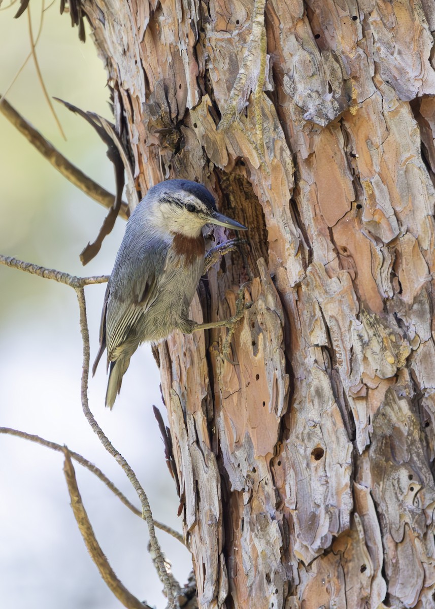 Krüper's Nuthatch - ML637268291