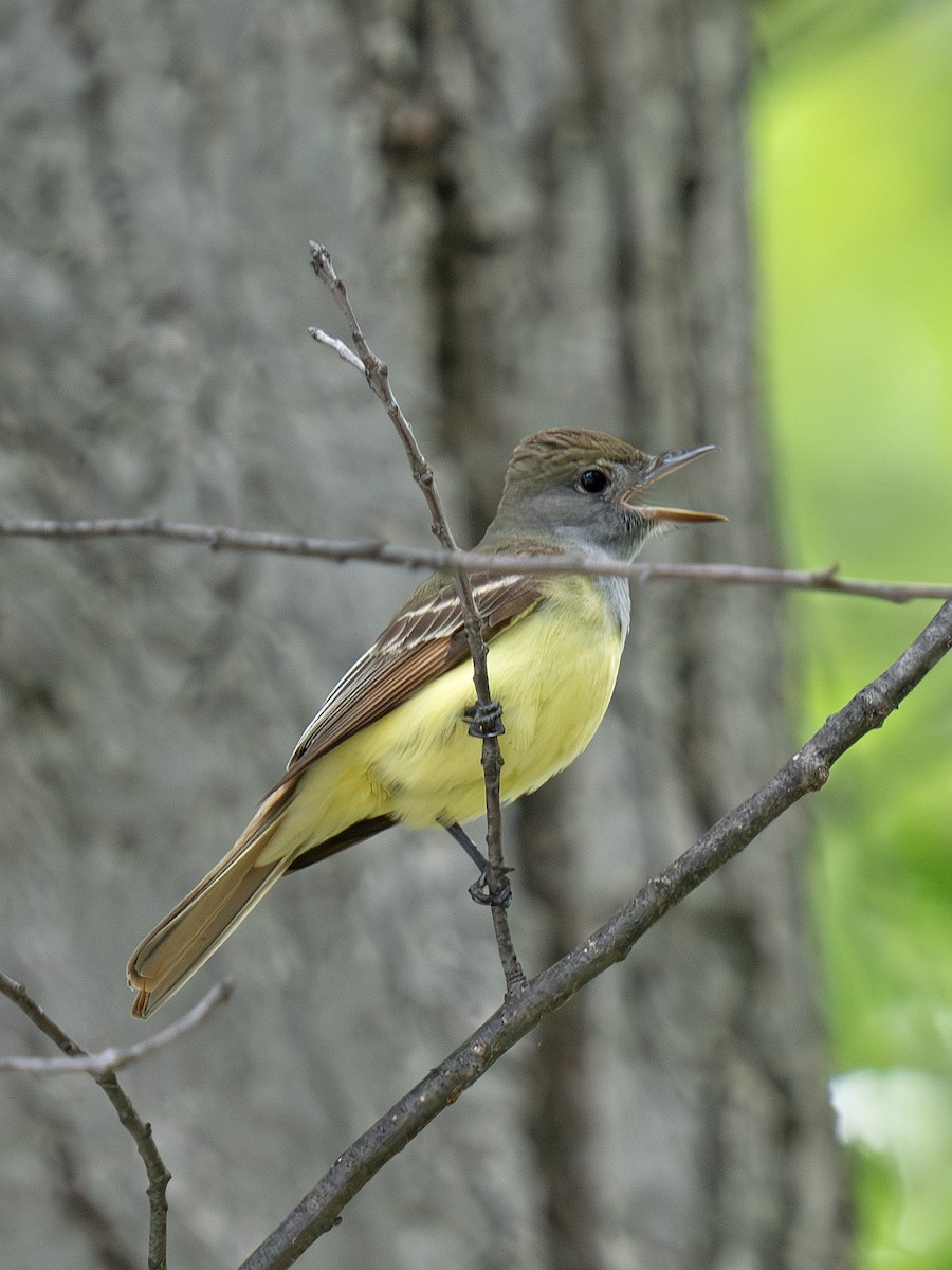Great Crested Flycatcher - ML637268300