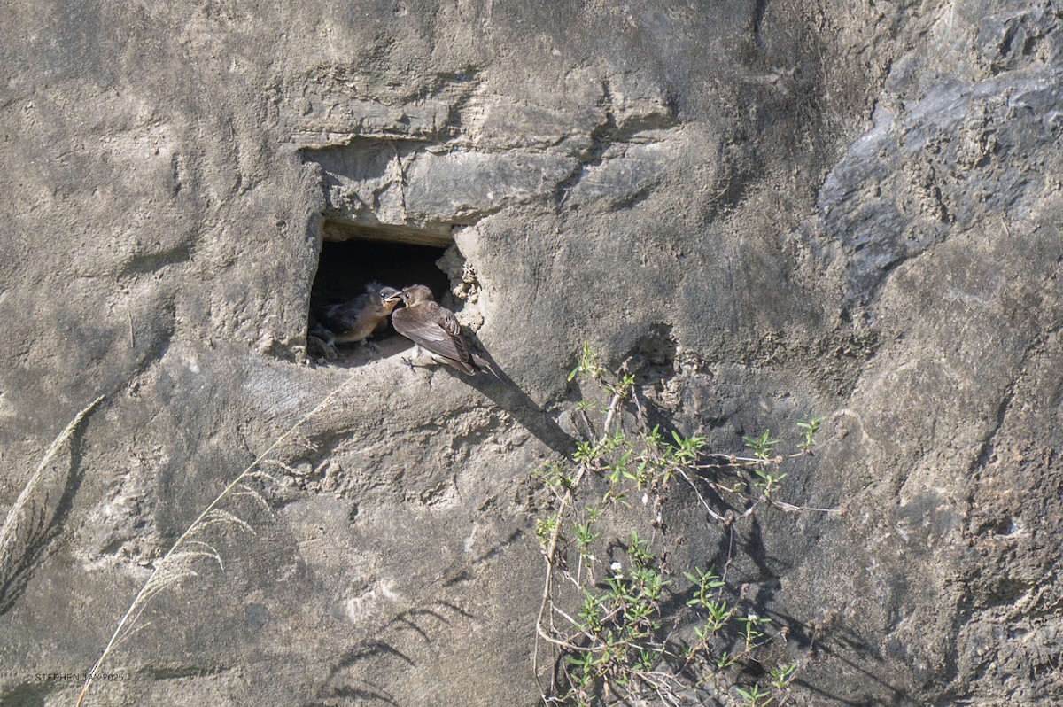 Southern Rough-winged Swallow - ML637268302