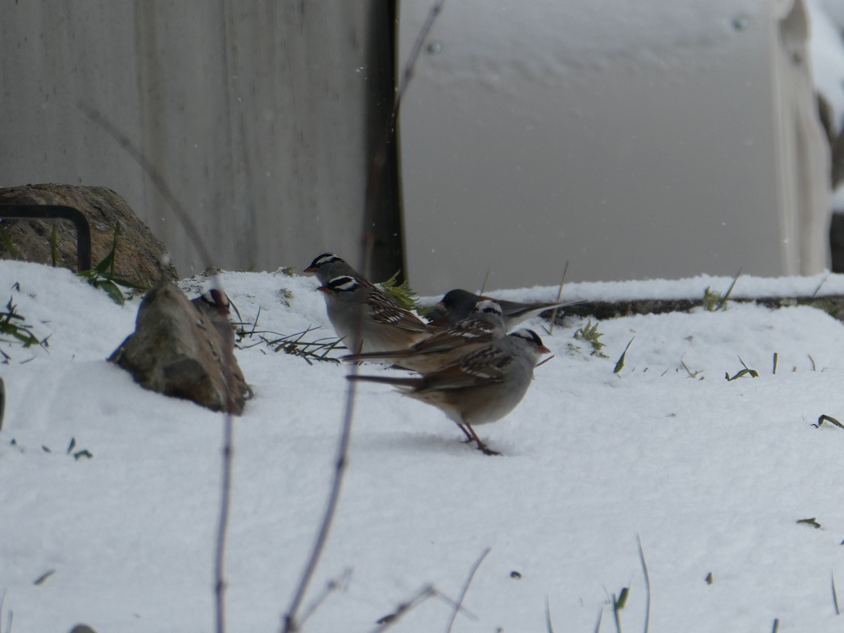 White-crowned Sparrow - ML637268379