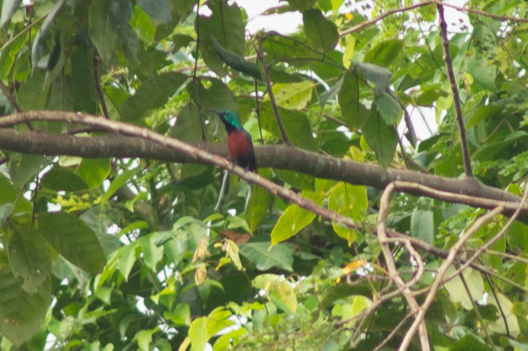 Johanna's Sunbird - ML637268446