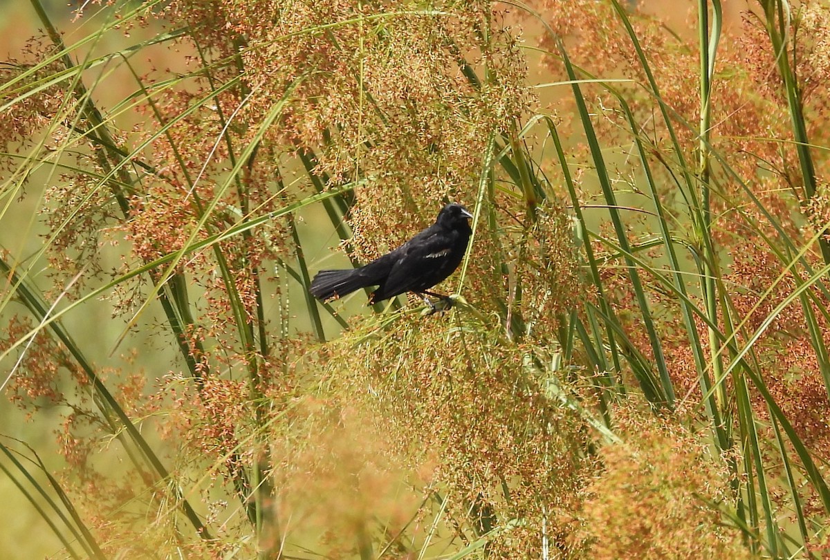 Red-winged Blackbird - ML637268453