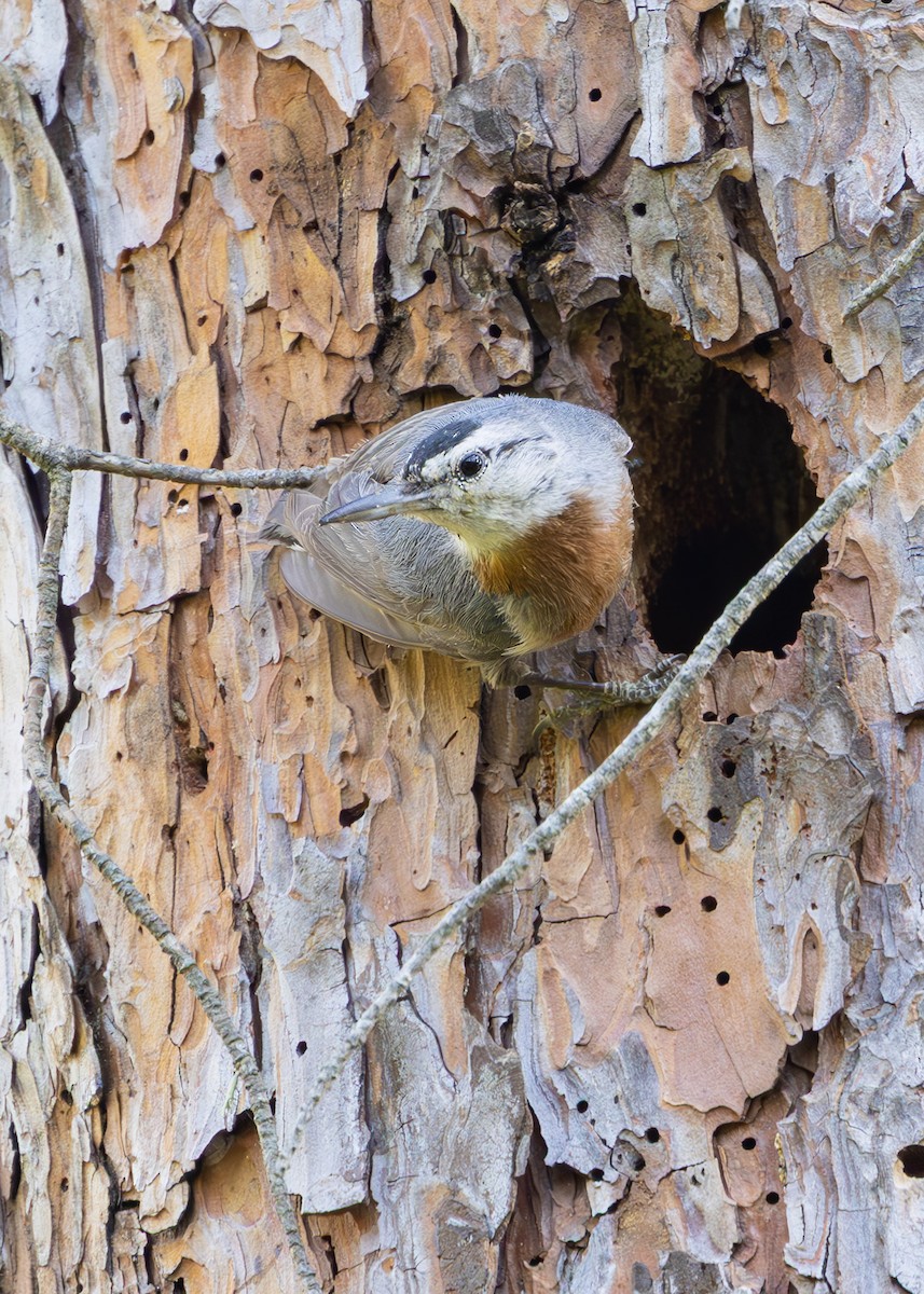 Krüper's Nuthatch - ML637268481