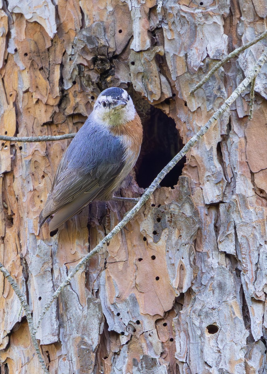 Krüper's Nuthatch - ML637268482