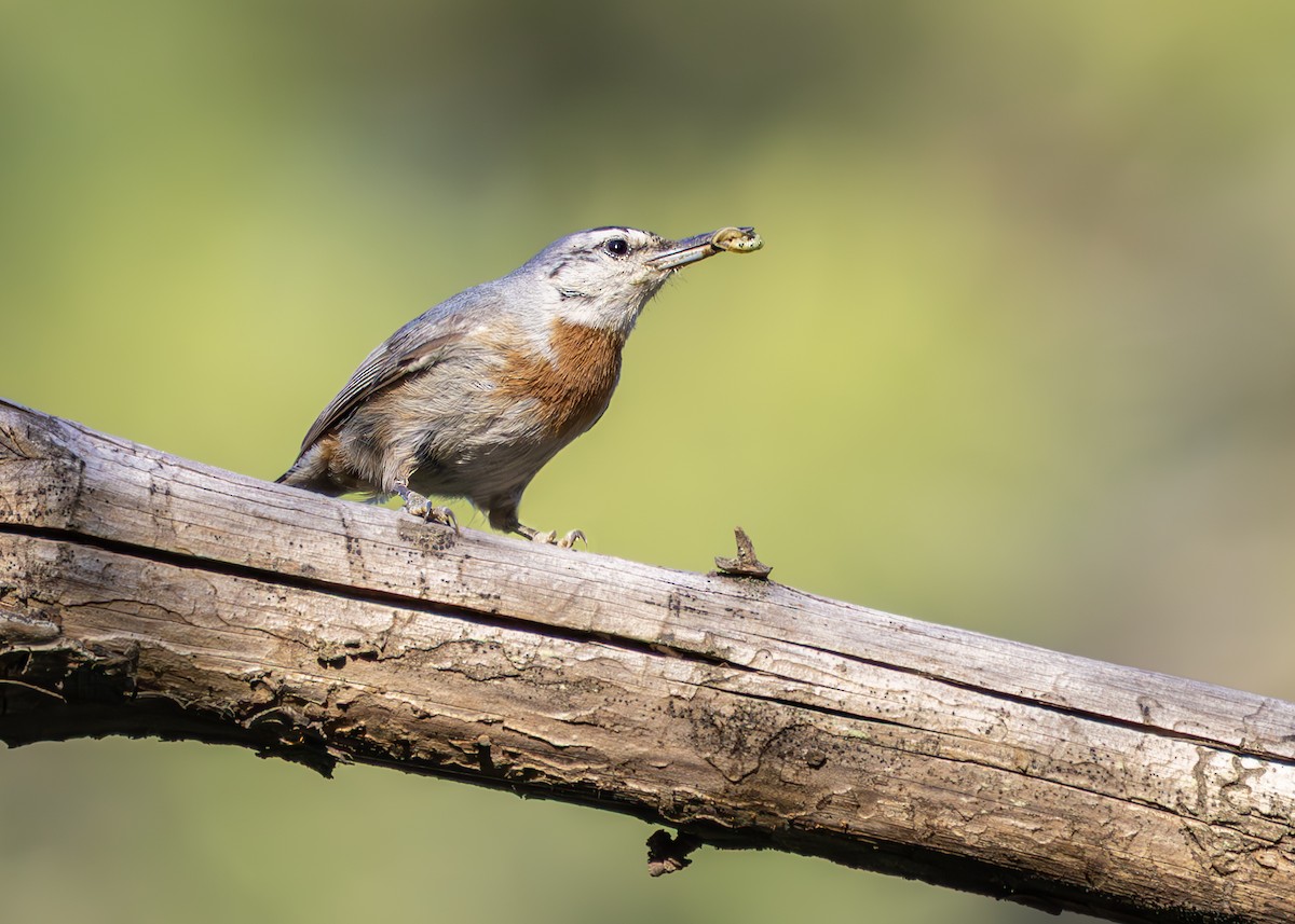 Krüper's Nuthatch - ML637268487