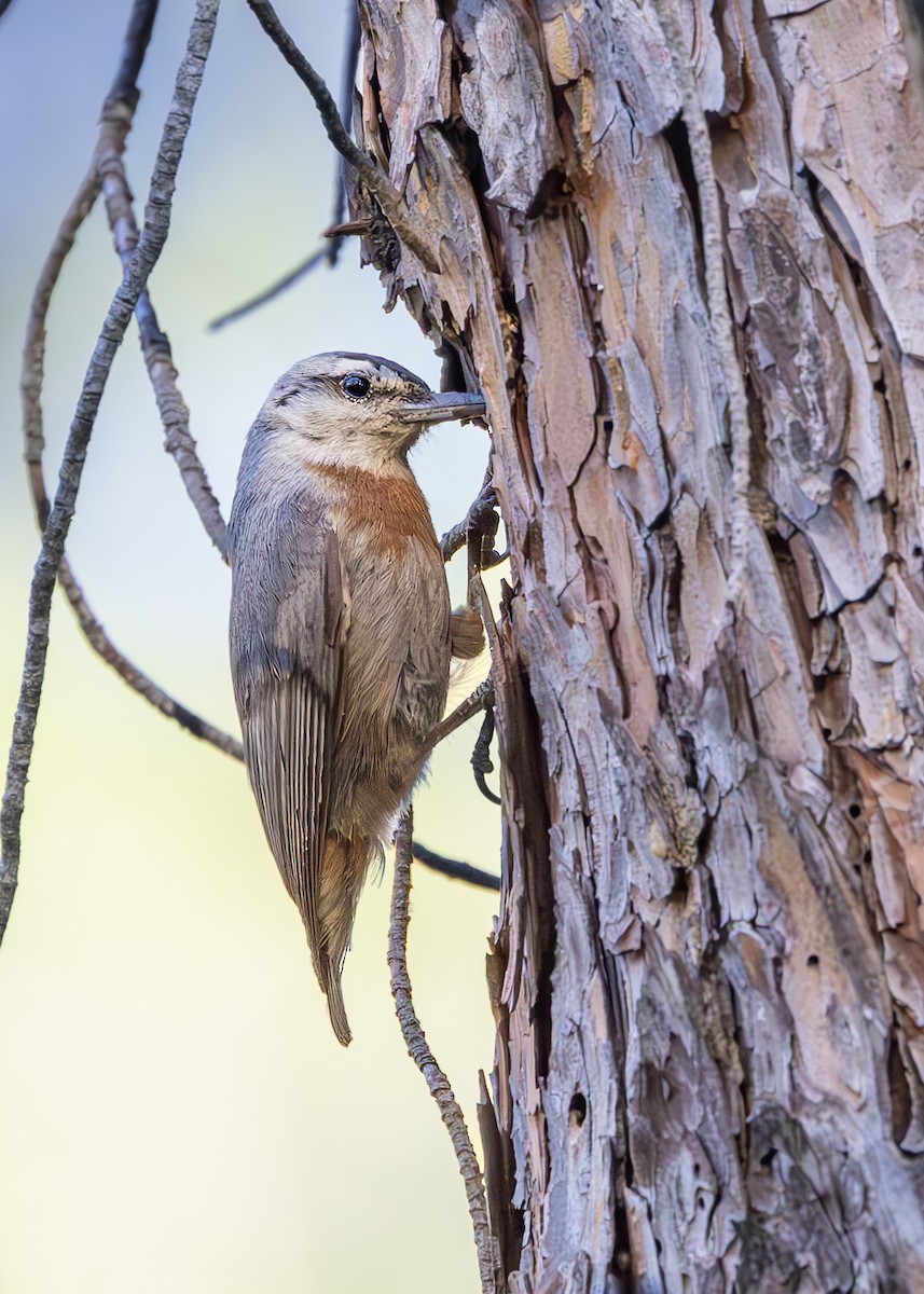 Krüper's Nuthatch - ML637268488