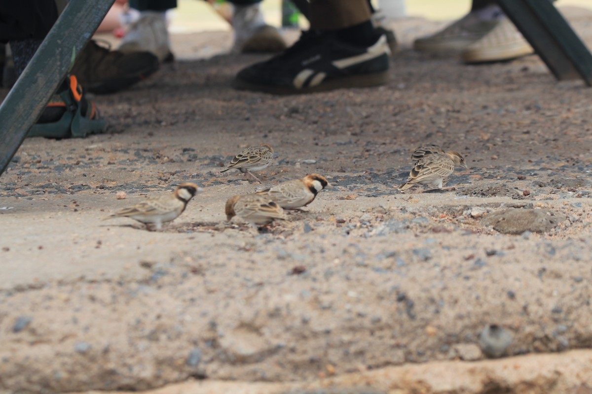 Fischer's Sparrow-Lark - ML637268498