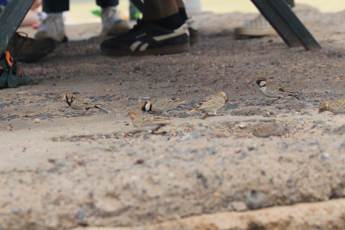 Fischer's Sparrow-Lark - ML637268499
