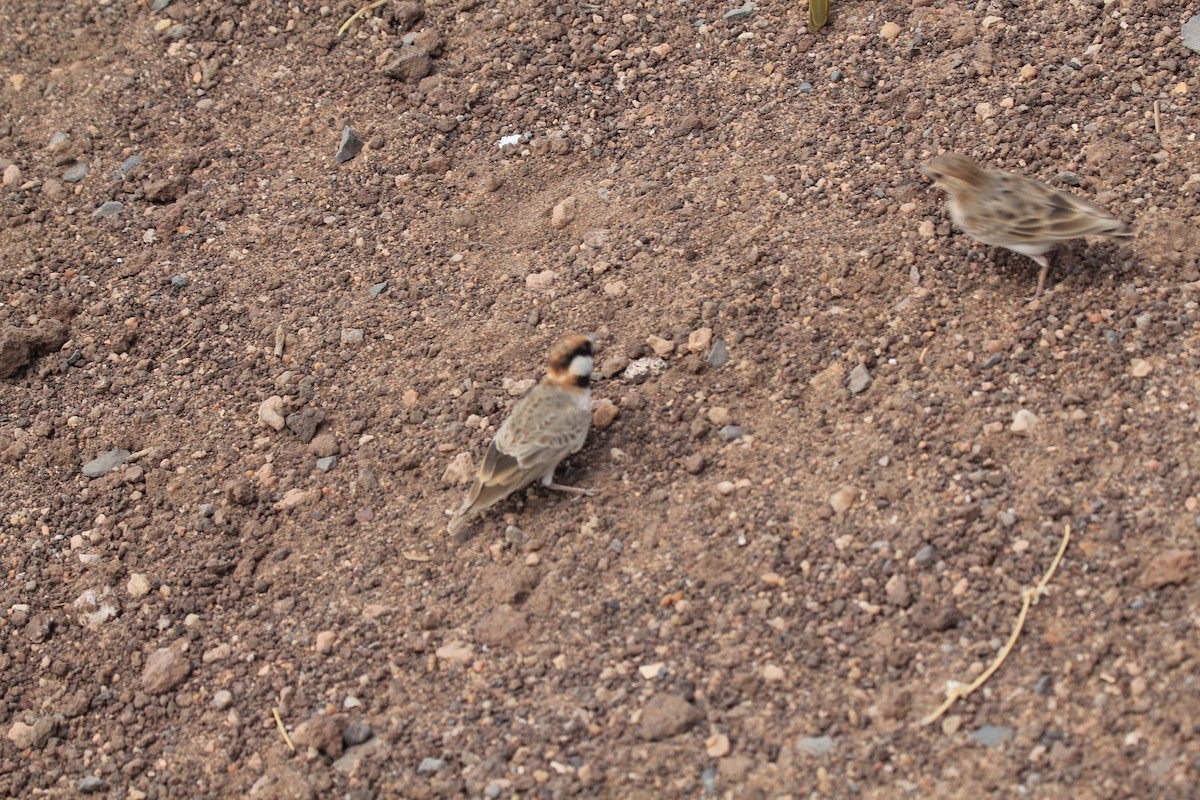 Fischer's Sparrow-Lark - ML637268501