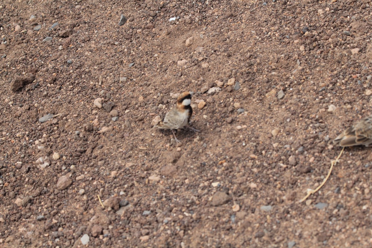 Fischer's Sparrow-Lark - ML637268502