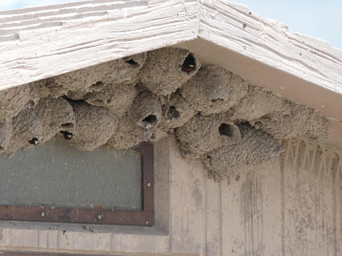 Cliff Swallow - ML637268559
