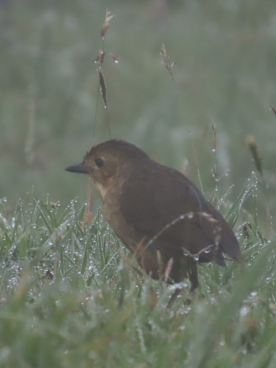 Tawny Antpitta - ML637268624