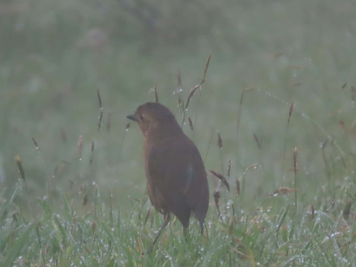 Tawny Antpitta - ML637268626