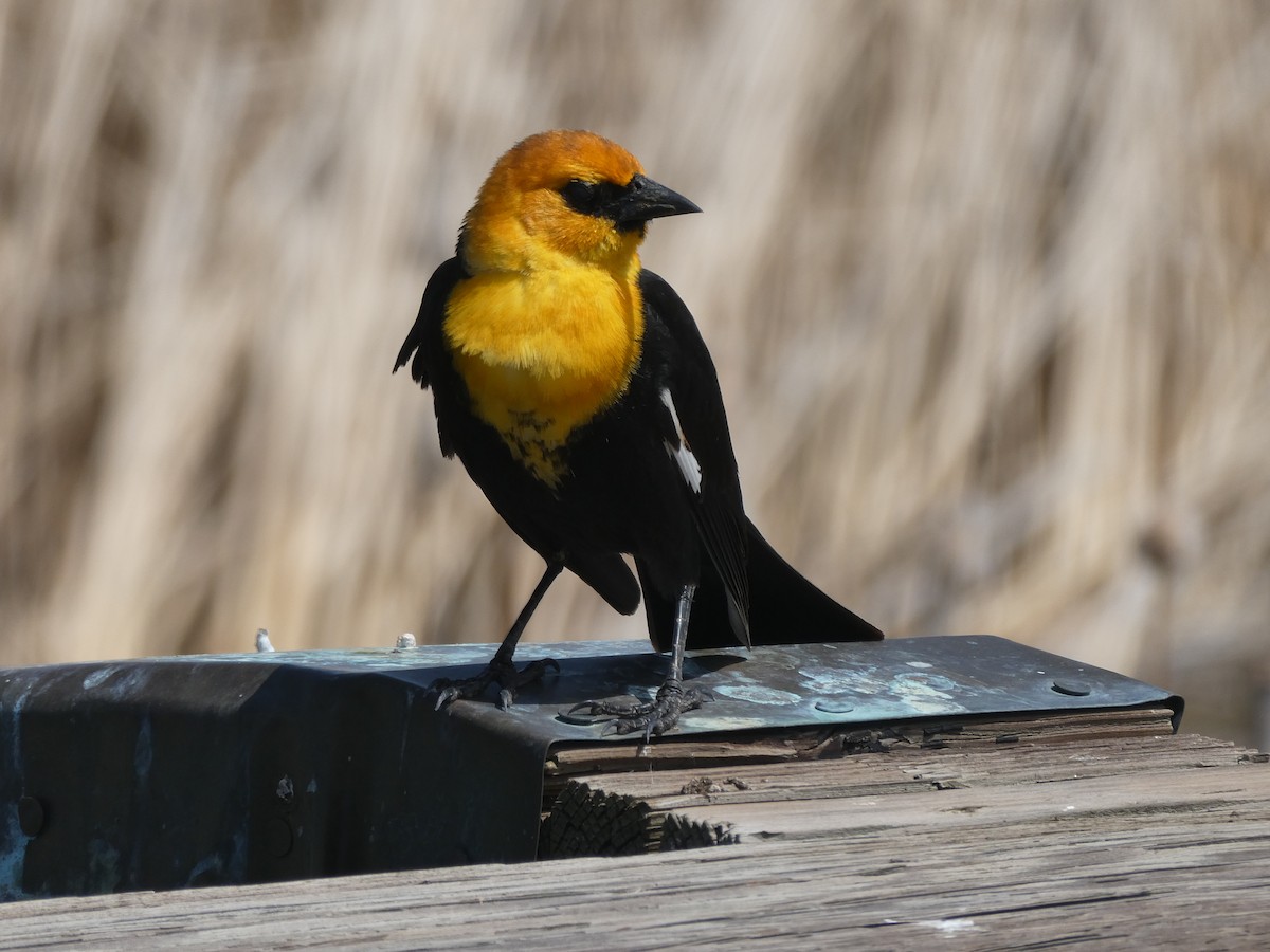 Yellow-headed Blackbird - ML637268657