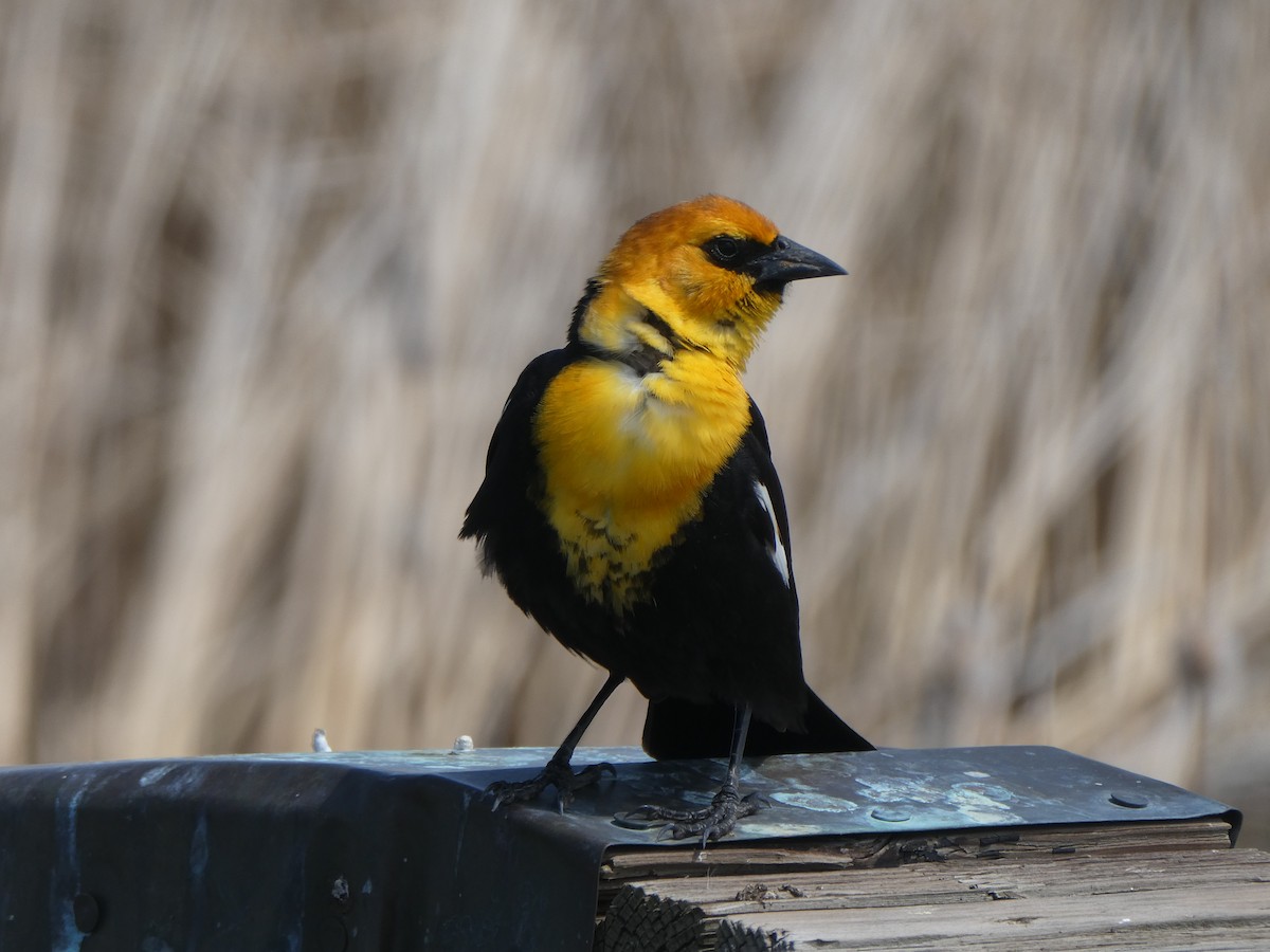 Yellow-headed Blackbird - ML637268658
