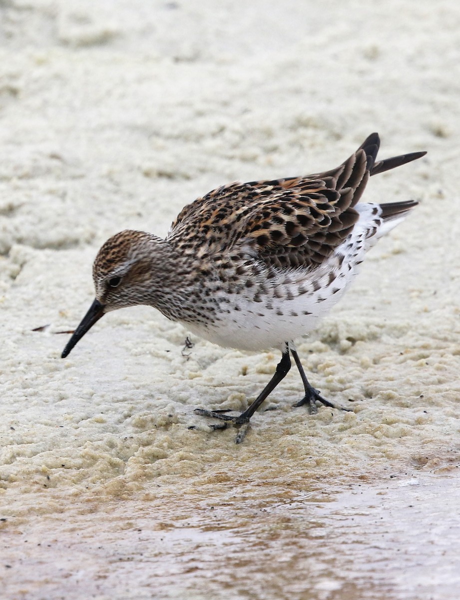 White-rumped Sandpiper - ML637268720