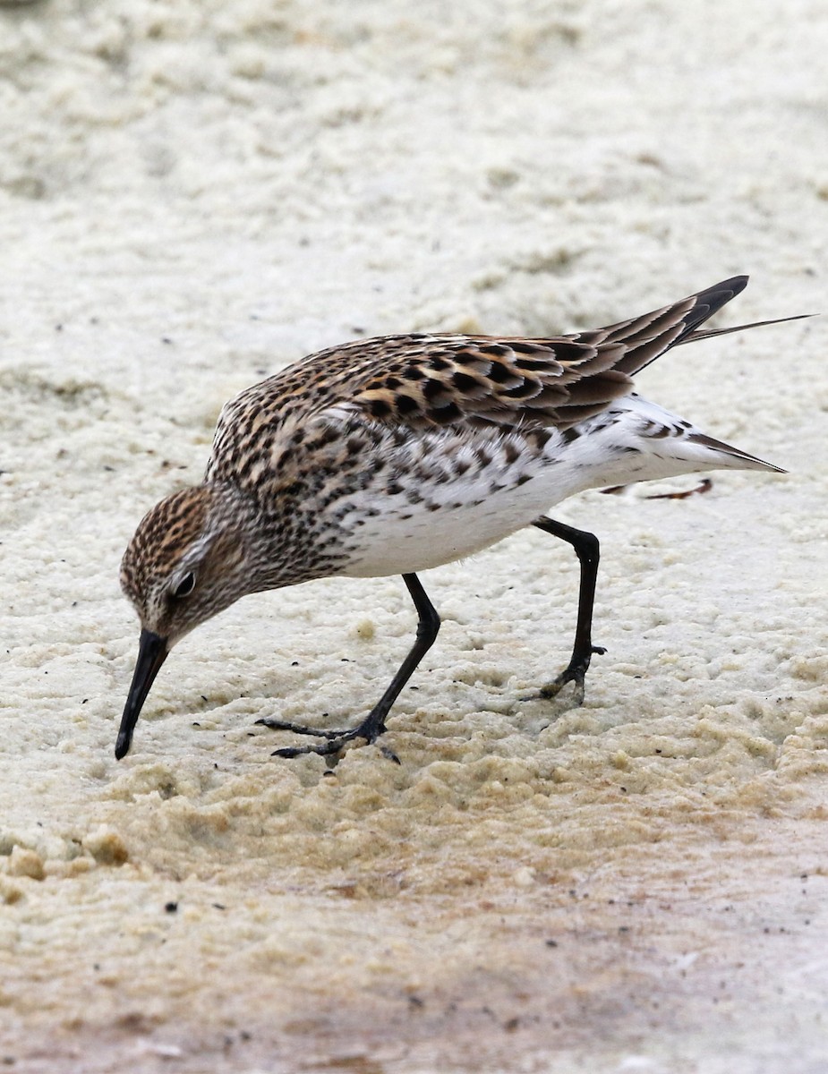 White-rumped Sandpiper - ML637268721