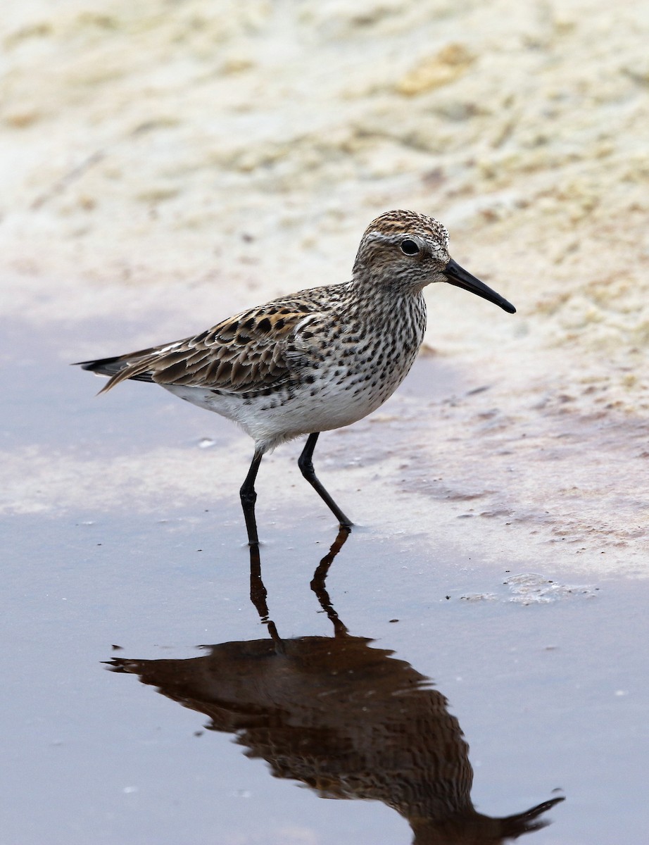 White-rumped Sandpiper - ML637268722