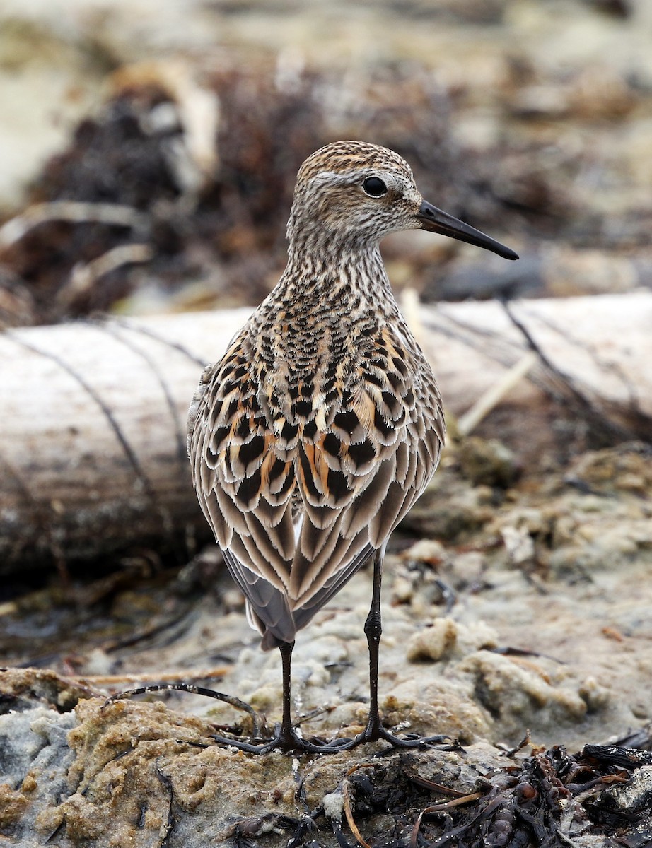 White-rumped Sandpiper - ML637268723