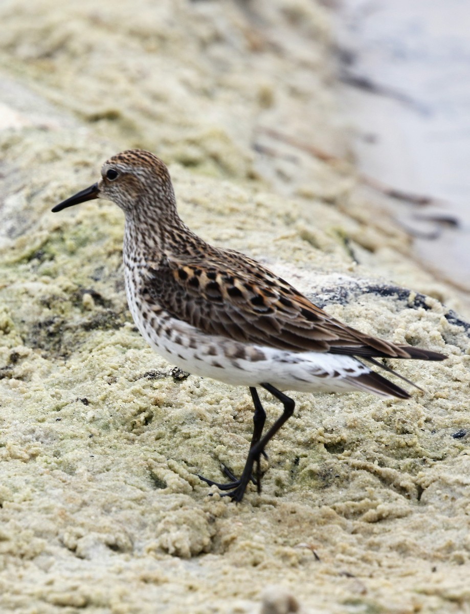 White-rumped Sandpiper - ML637268729