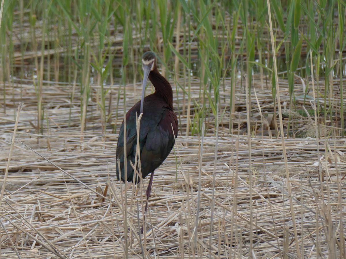 White-faced Ibis - ML637268737