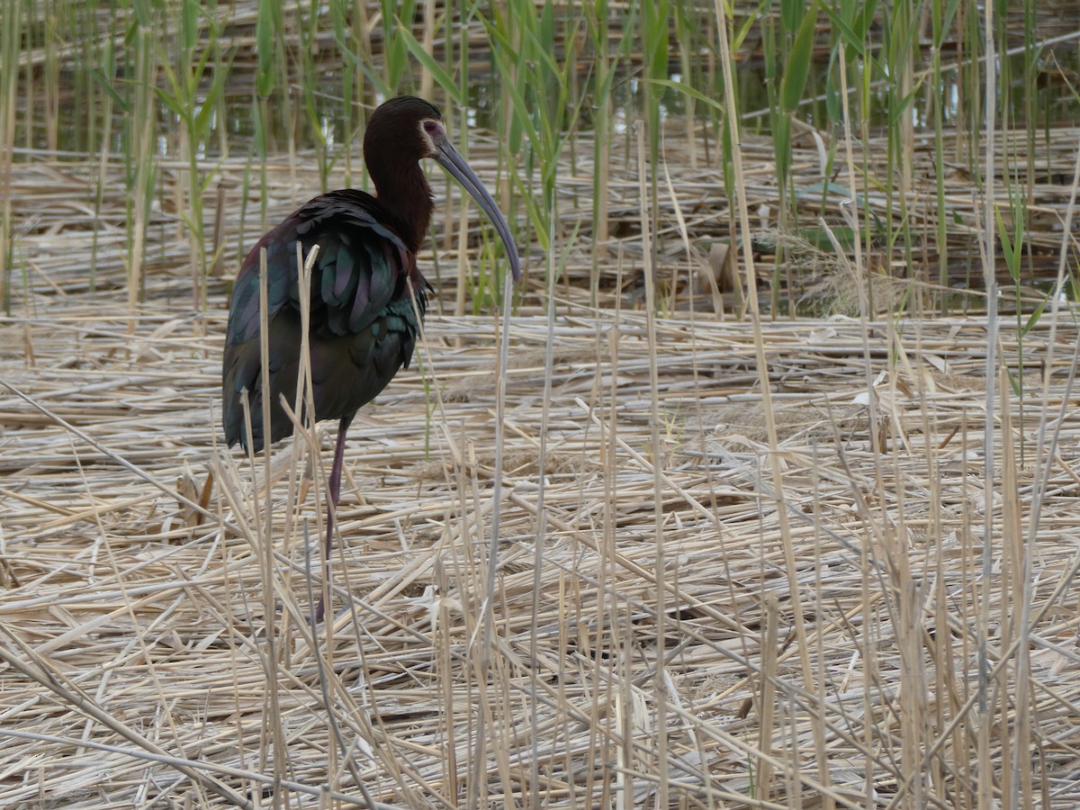 White-faced Ibis - ML637268738