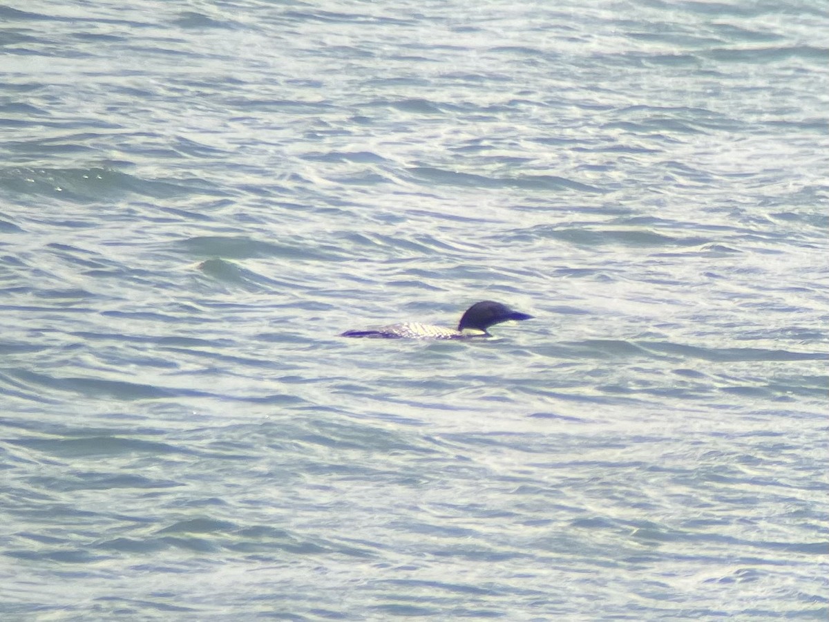 Common Loon - ML637268747