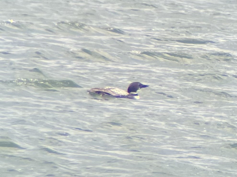 Common Loon - ML637268749