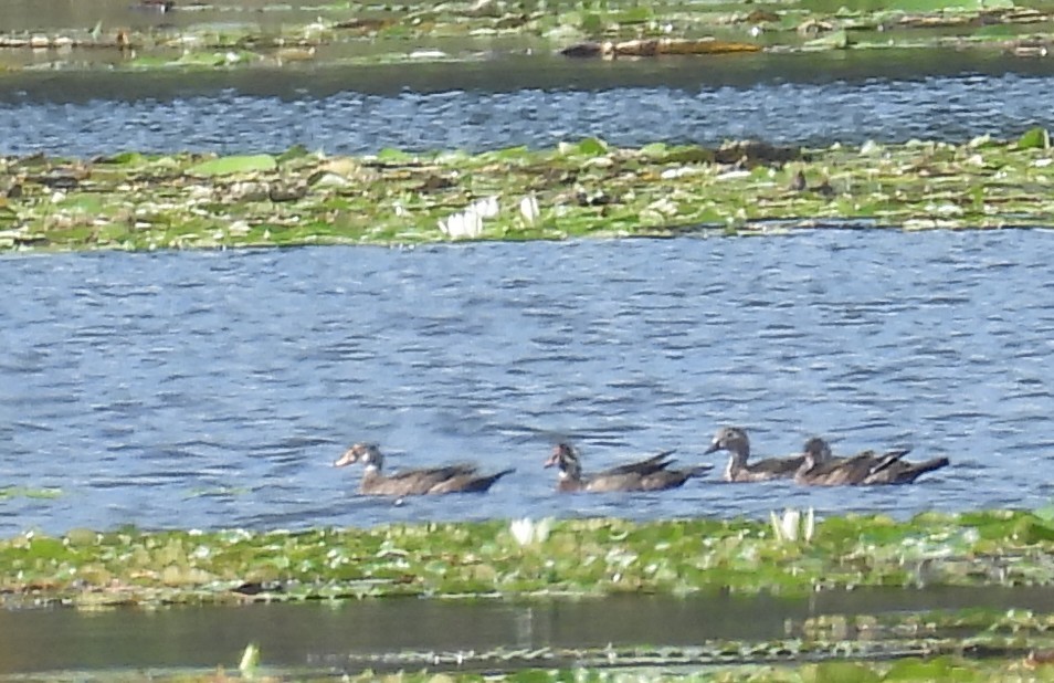 Wood Duck - ML637268751
