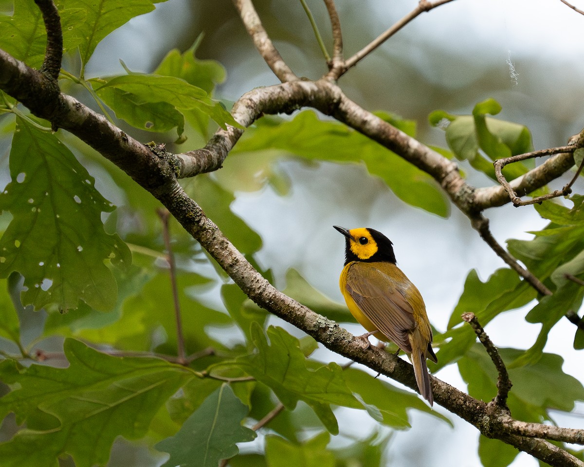 Hooded Warbler - ML637268810