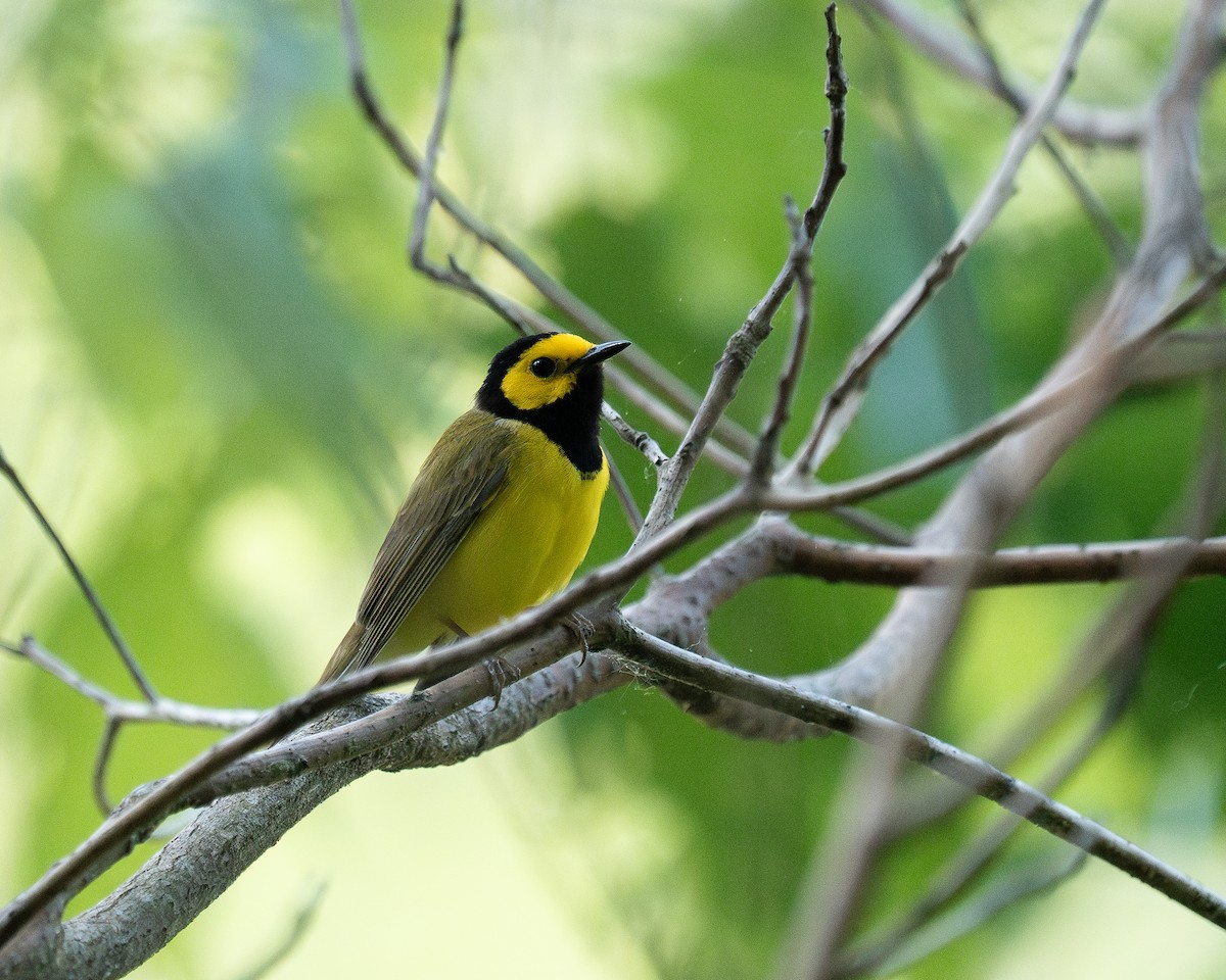 Hooded Warbler - ML637268811