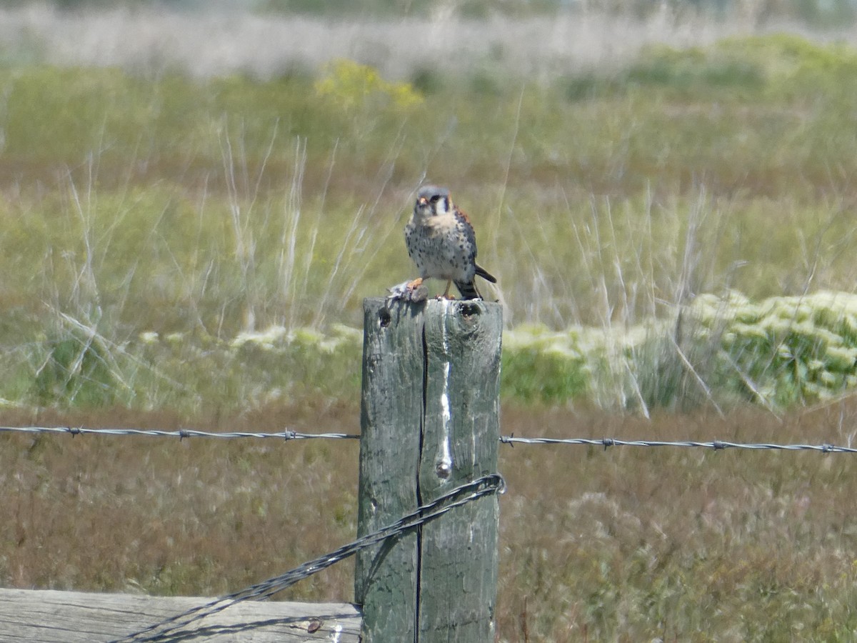 American Kestrel - ML637268856