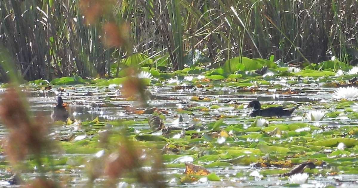 Wood Duck - ML637268983