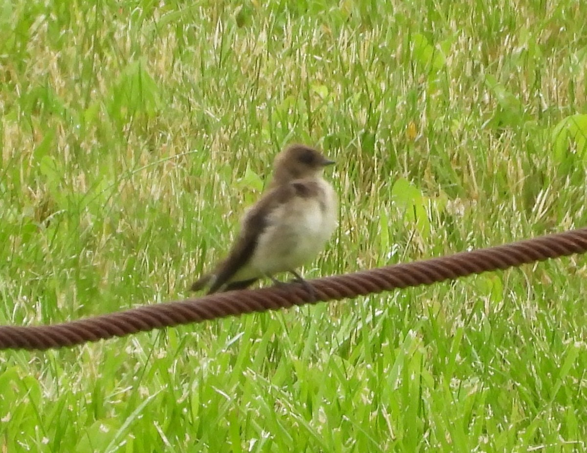 Northern Rough-winged Swallow - ML637268984