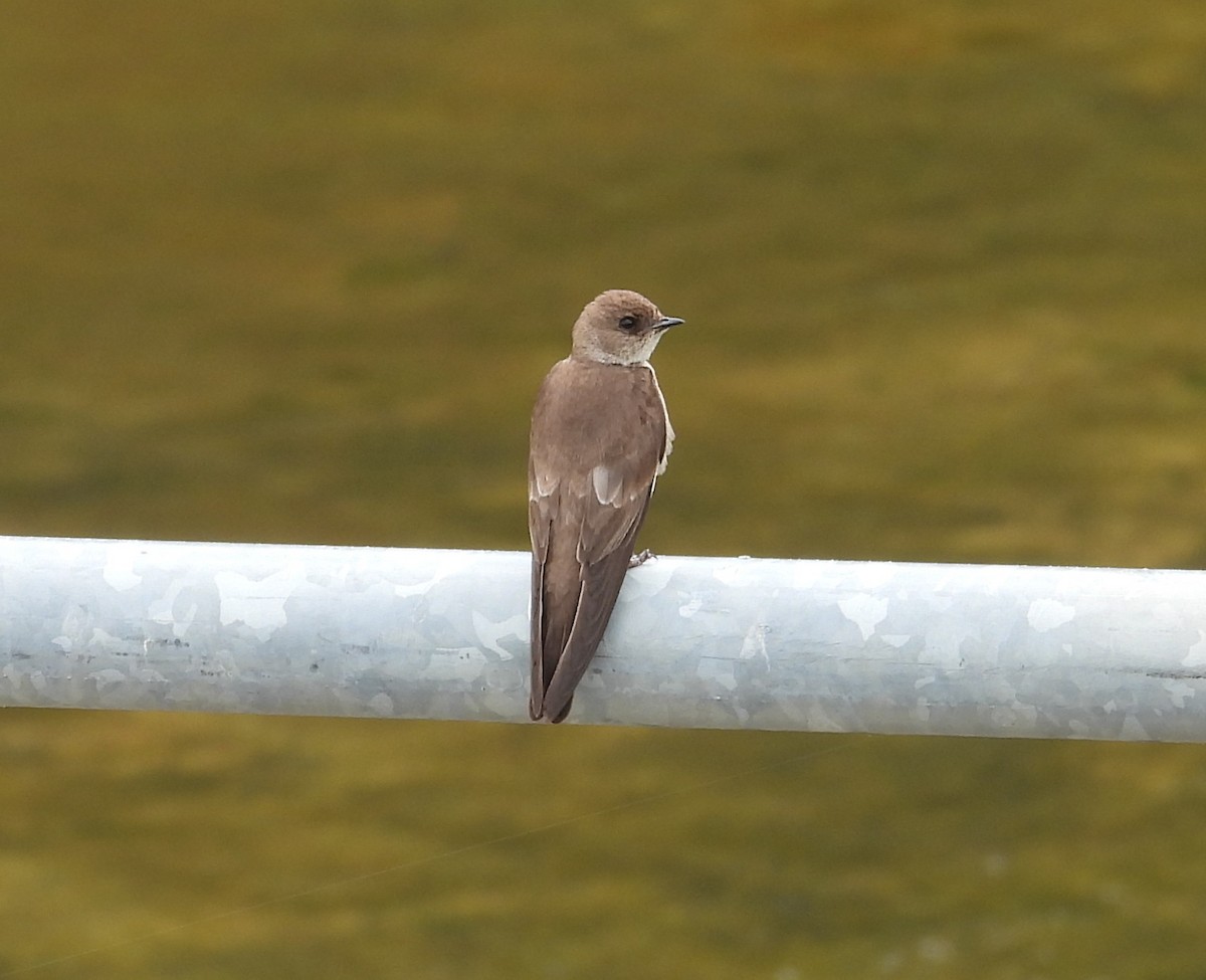 Northern Rough-winged Swallow - ML637268985