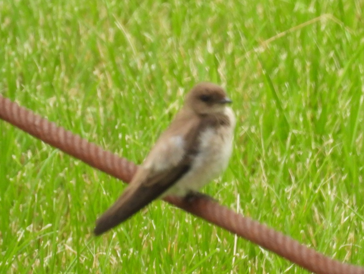 Northern Rough-winged Swallow - ML637268986
