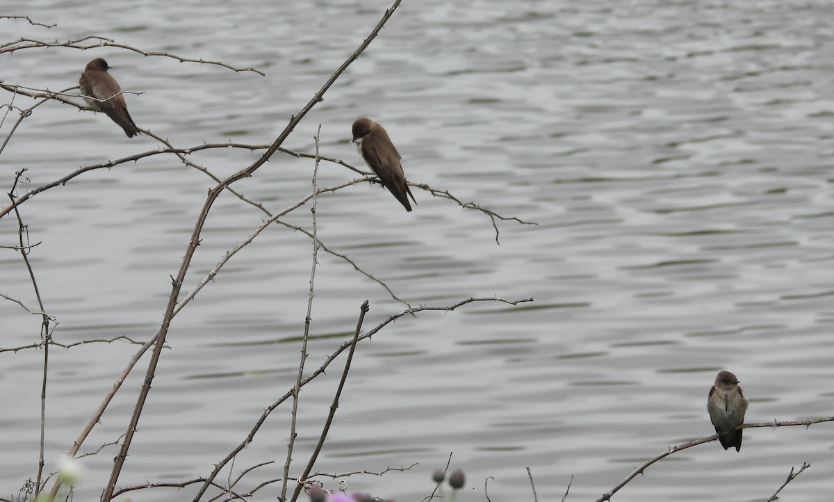 Northern Rough-winged Swallow - ML637268987