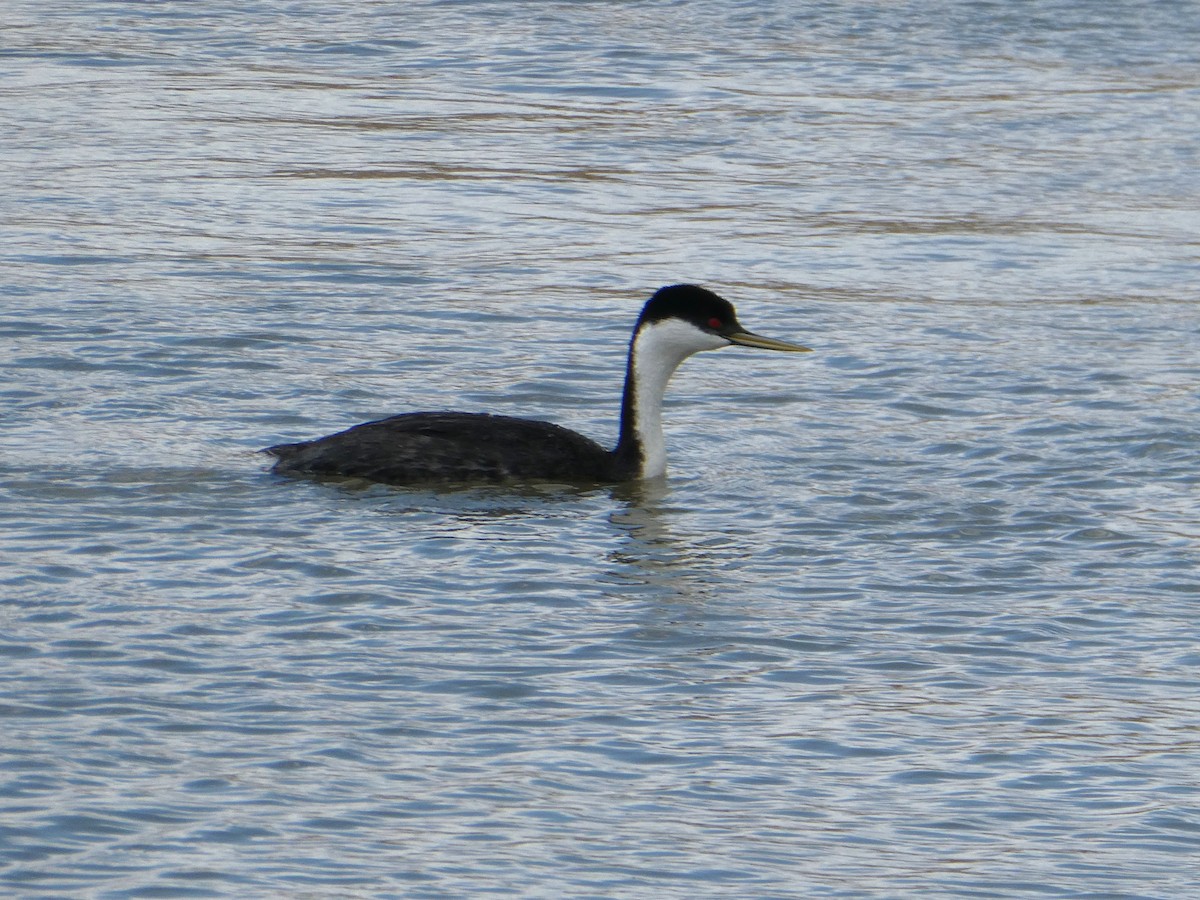 Western Grebe - ML637269080
