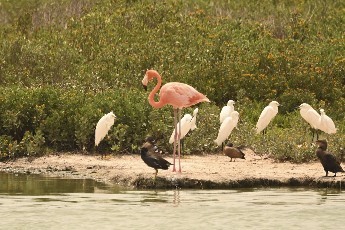 American Flamingo - ML637269096