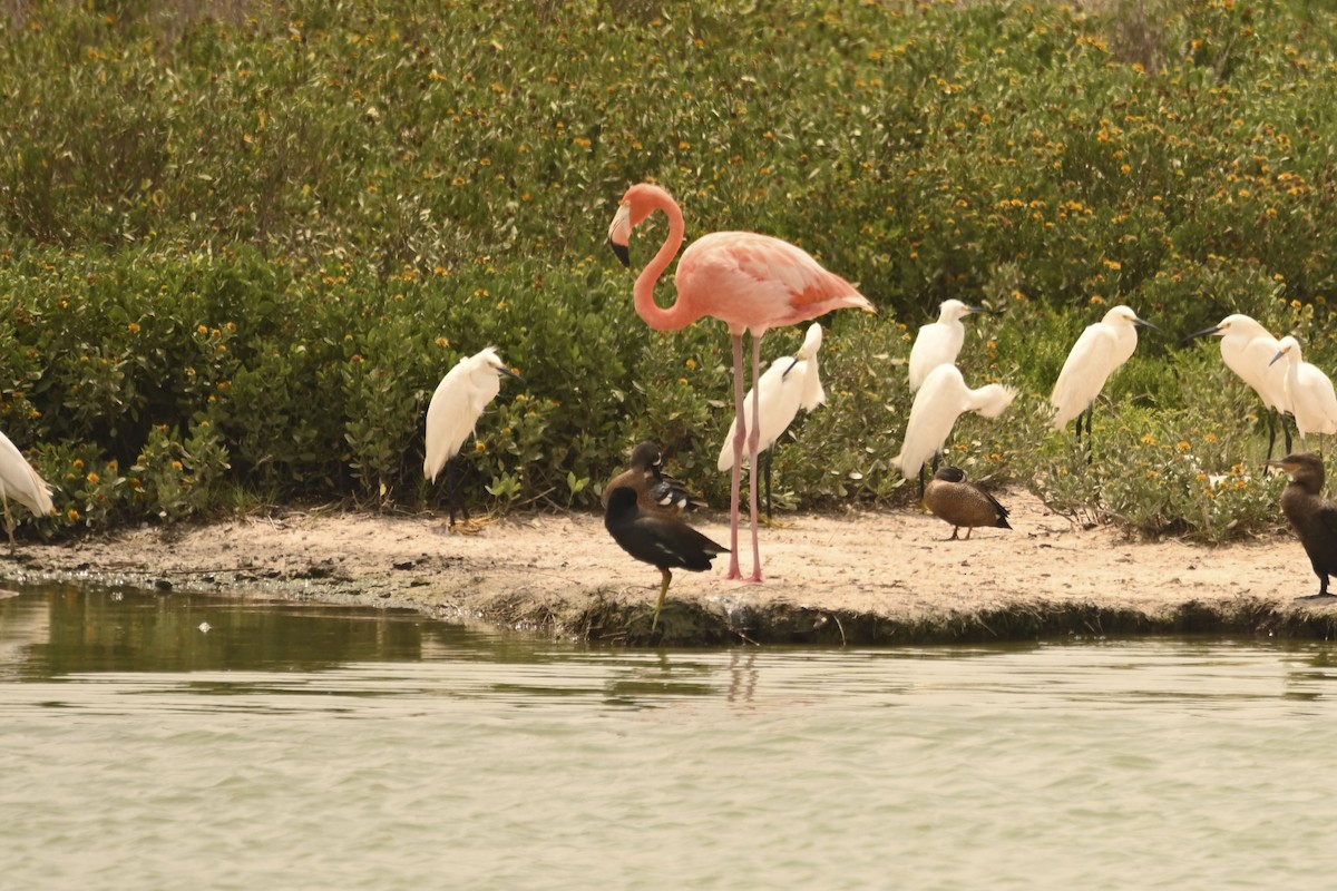 American Flamingo - ML637269097