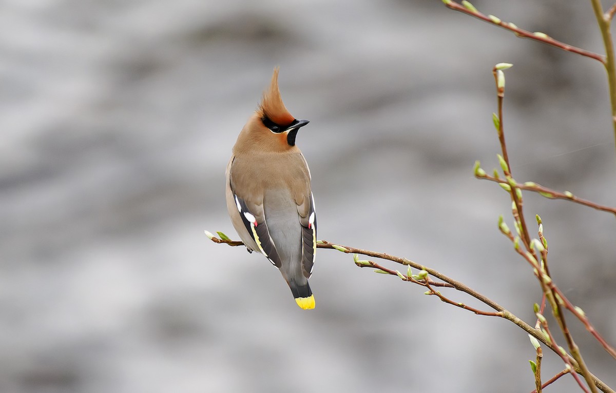 Bohemian Waxwing - ML637269112