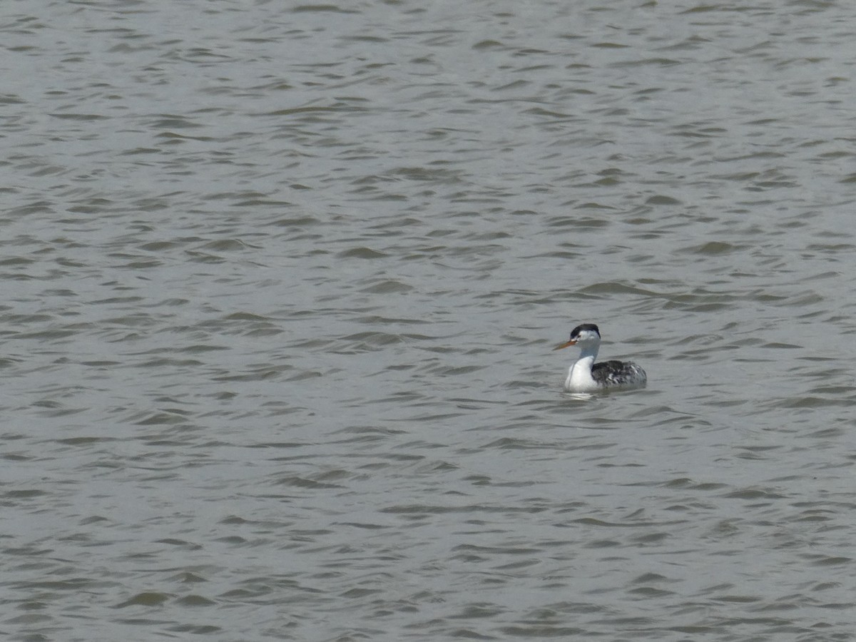 Clark's Grebe - ML637269160