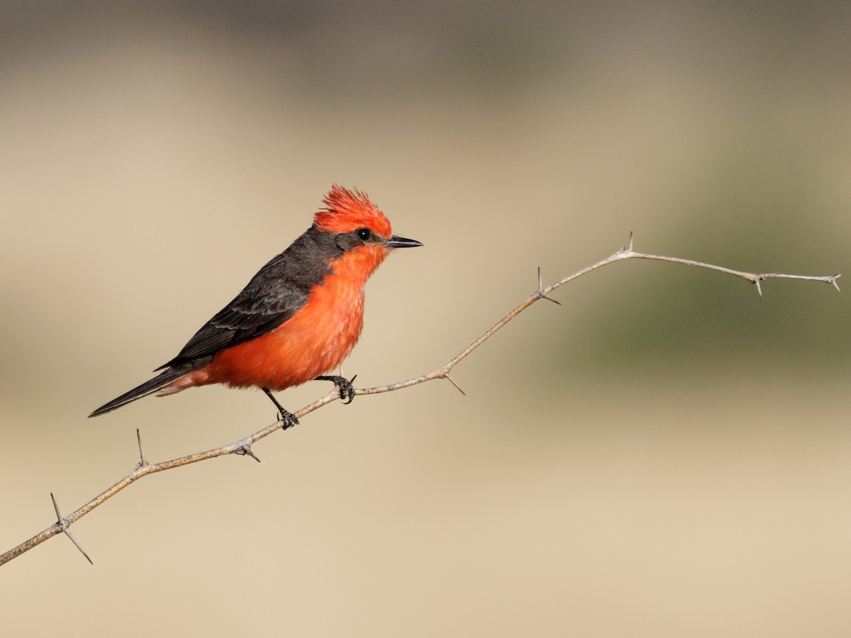 Vermilion Flycatcher (Northern) - ML637269161