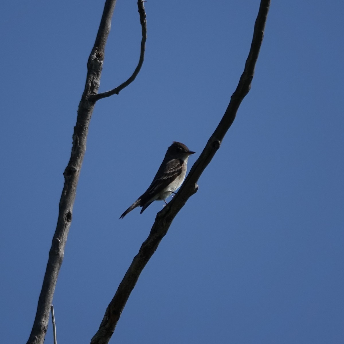 Western Wood-Pewee - ML637269174