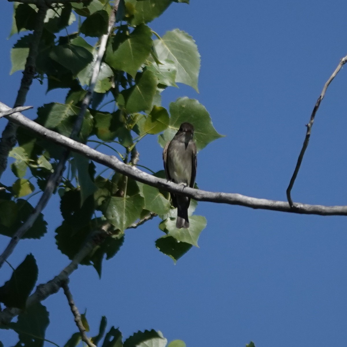 Western Wood-Pewee - ML637269175