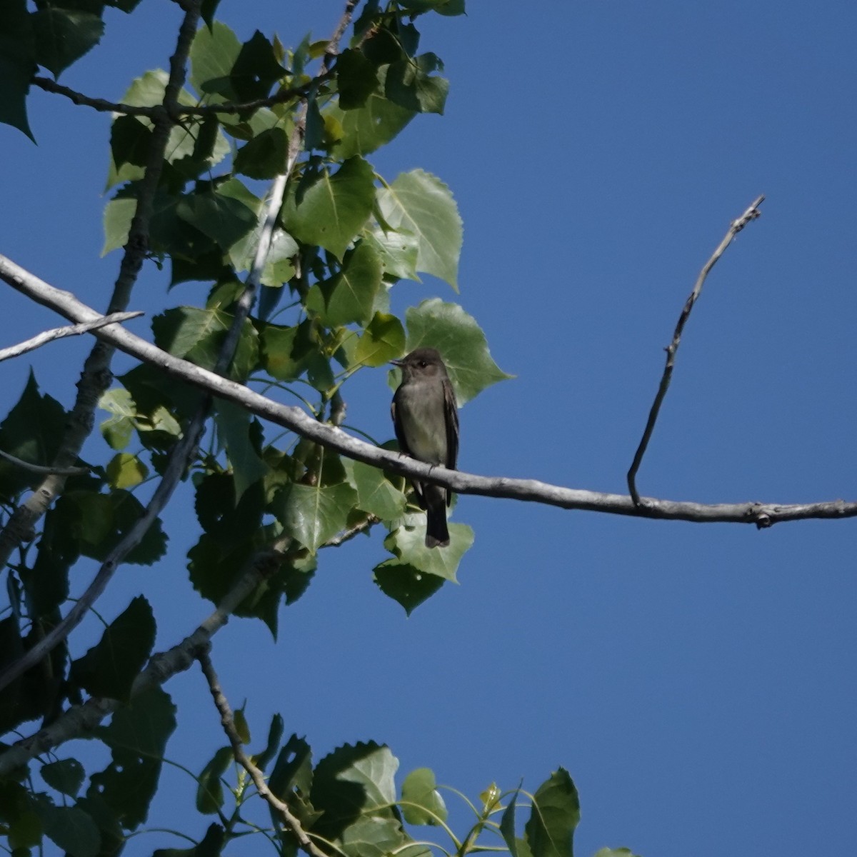 Western Wood-Pewee - ML637269176