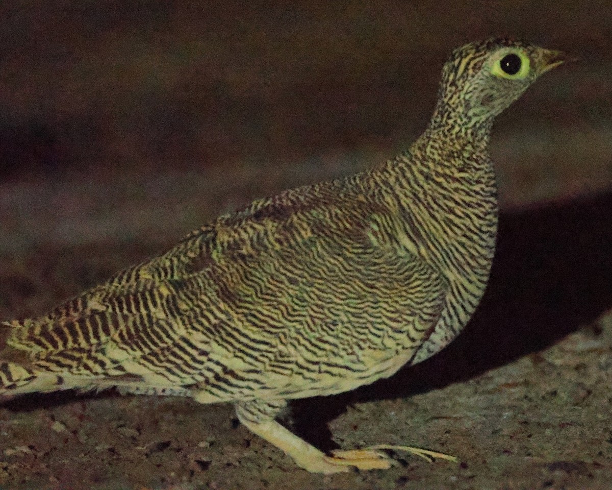 Lichtenstein's Sandgrouse - ML637269186