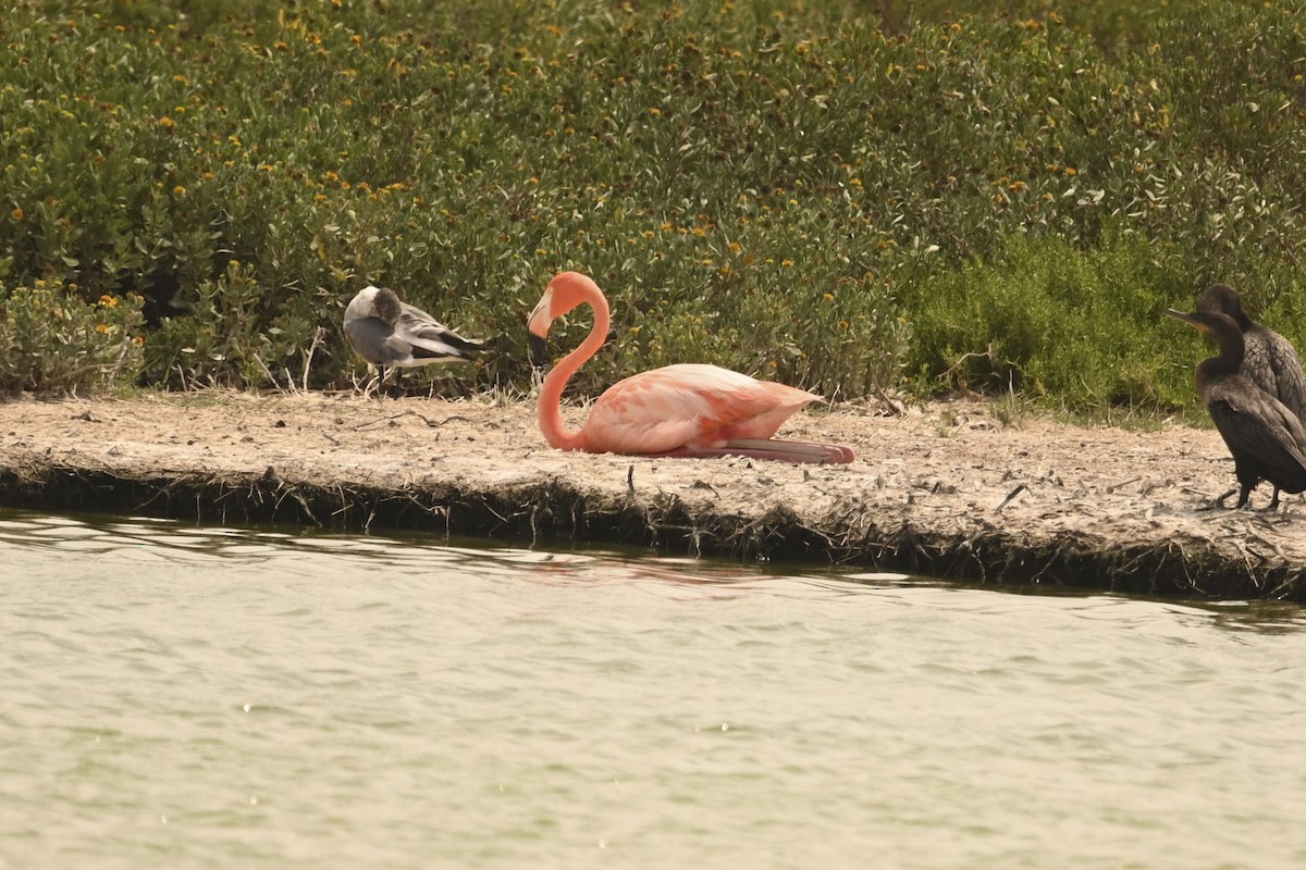 American Flamingo - ML637269196