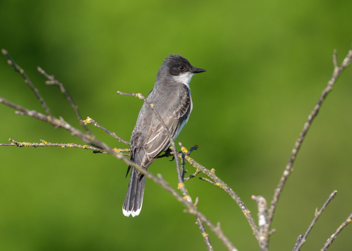 Eastern Kingbird - ML637269270